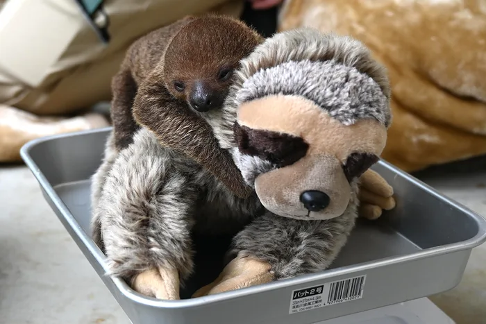 Baby sloth Mozuku holding a sloth plush during a checkup