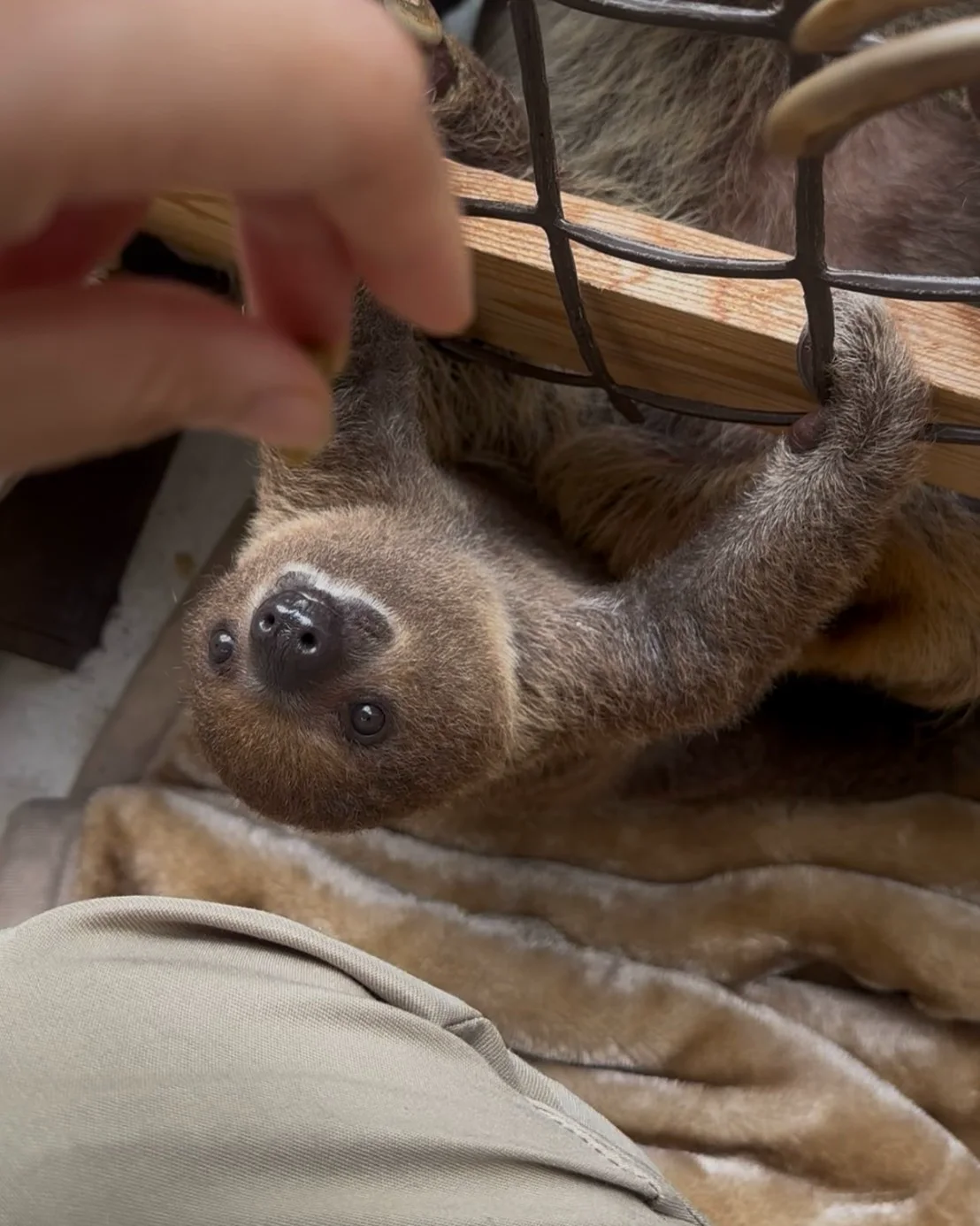 Mozuku reaching up during feeding time