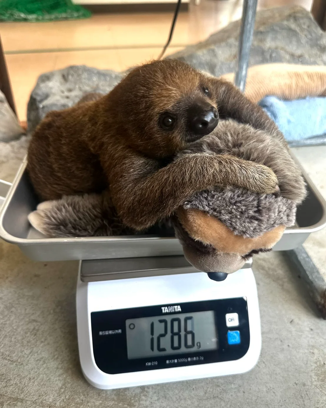 Mozuku hugging a sloth plush on a scale at 1,286 grams