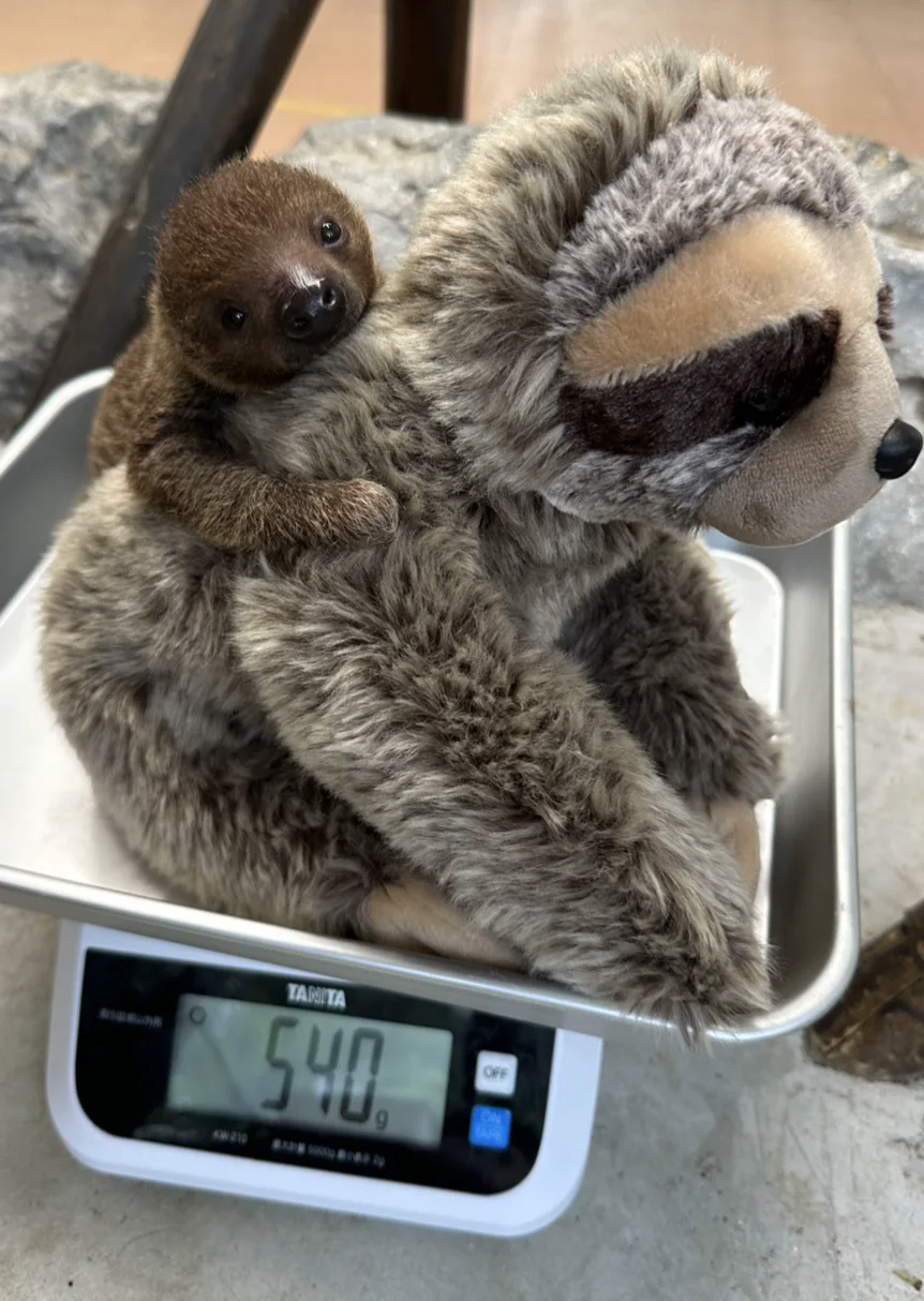 Mozuku on a scale with a sloth plush at 540 grams