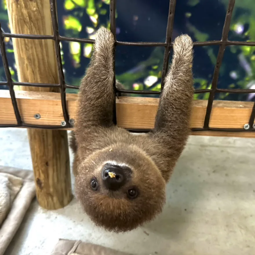 Mozuku hanging upside down in the habitat